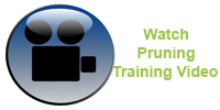 Pruning